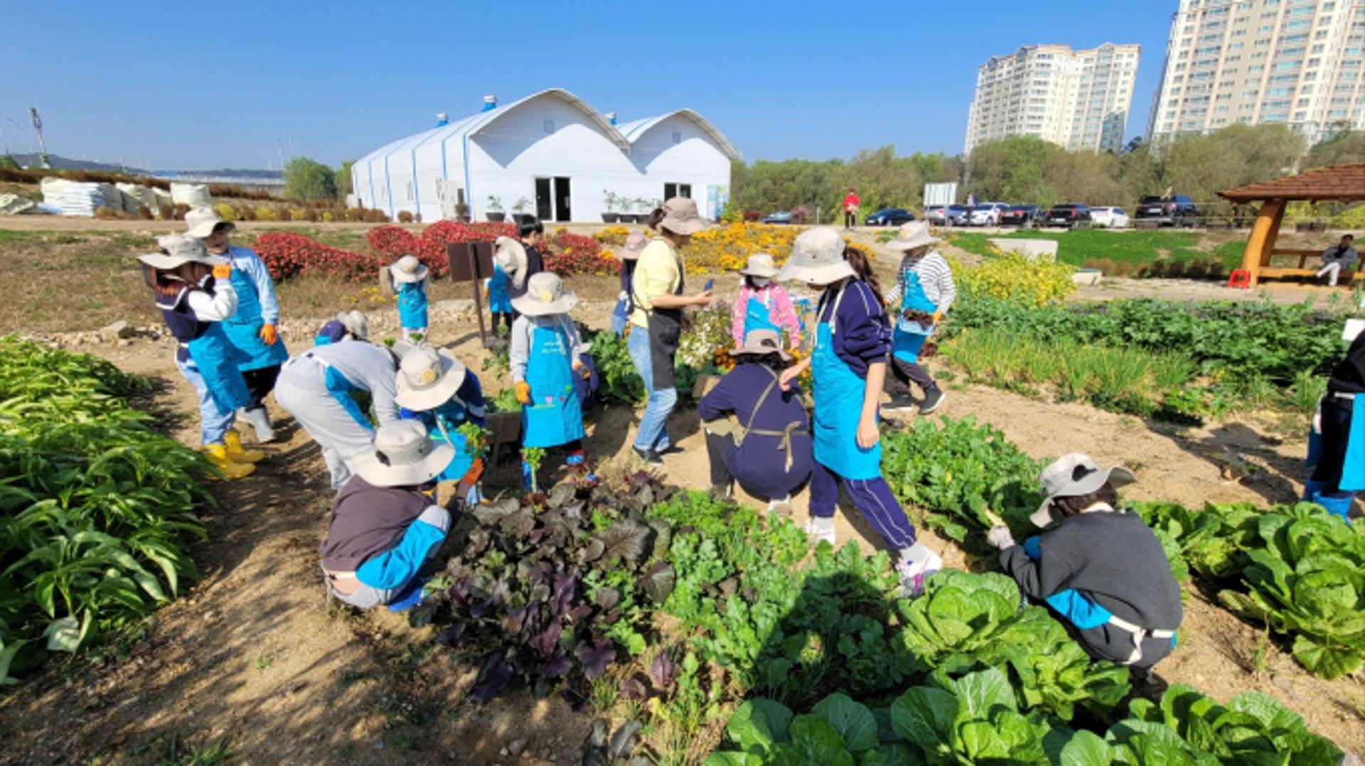 [용인소식] 시민농장 텃밭에 2700명 몰려 '뜨거운 열기' 등
