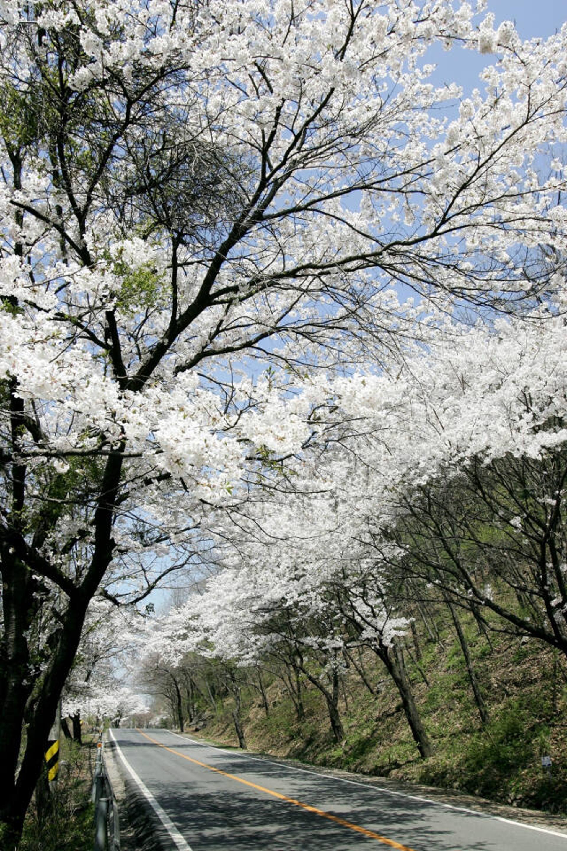 [머니S포토] 새하얀 벚꽃이 팝콘처럼 터진다…수도권 벚꽃 명소 '광주시'