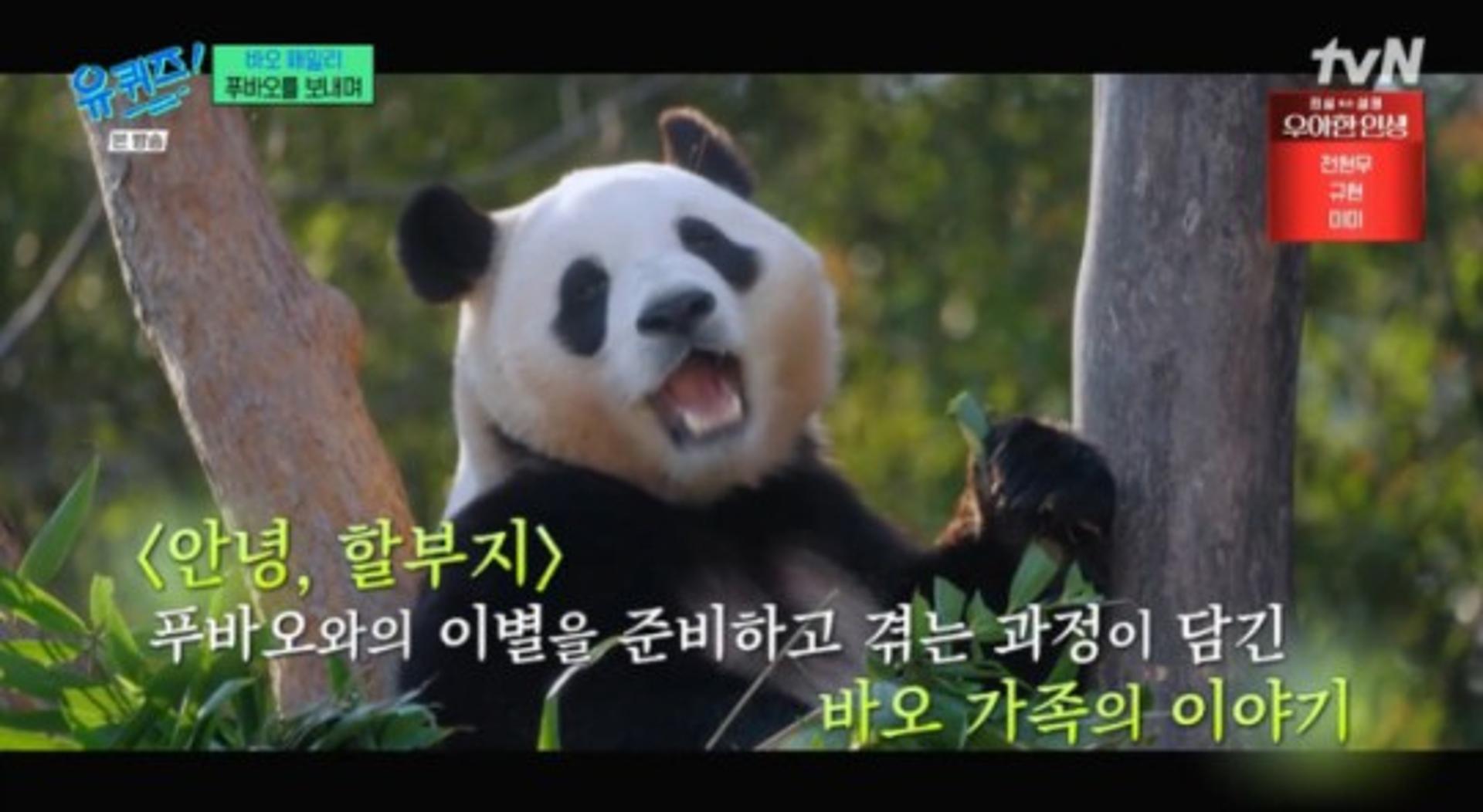 푸바오 영화 '안녕, 할부지'…"9~10월 개봉 목표"