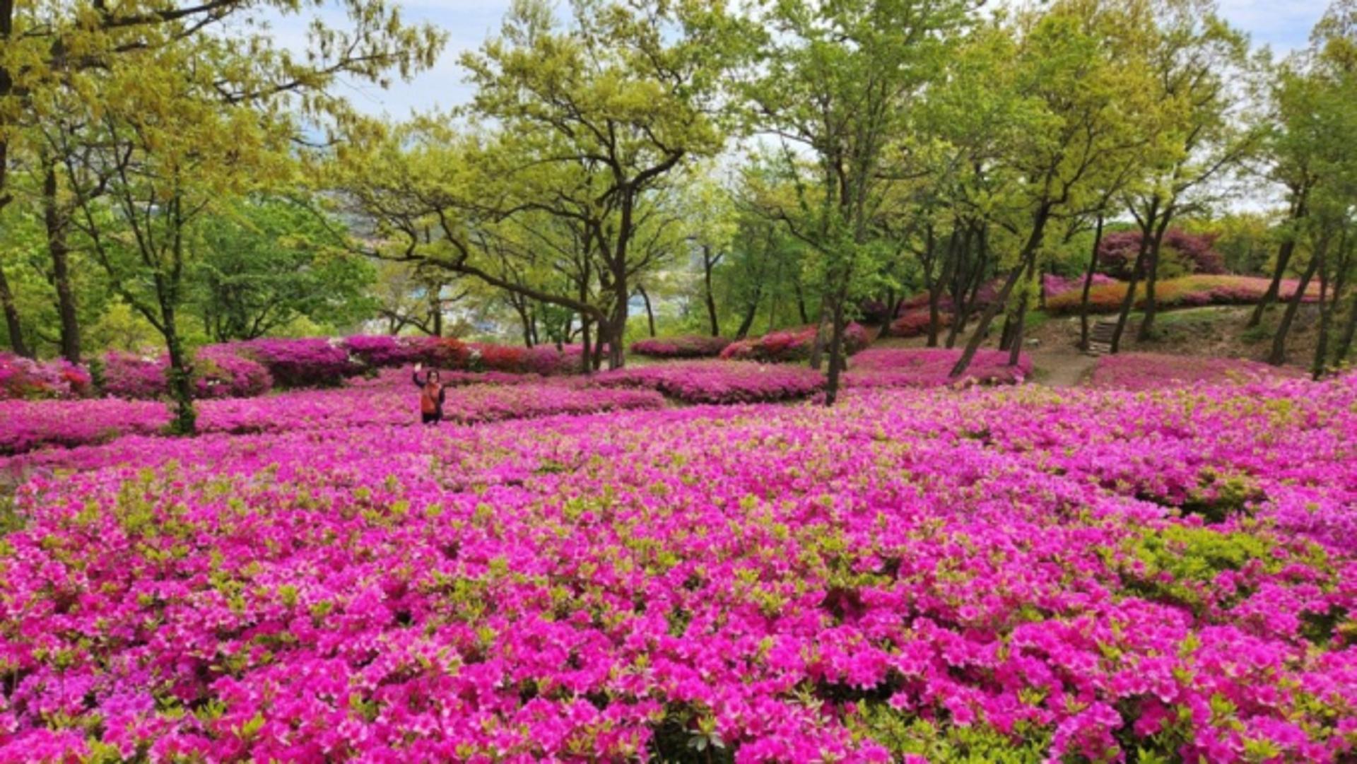 [주말 여기 어때] "파주 월롱산철쭉 구경 오세요"