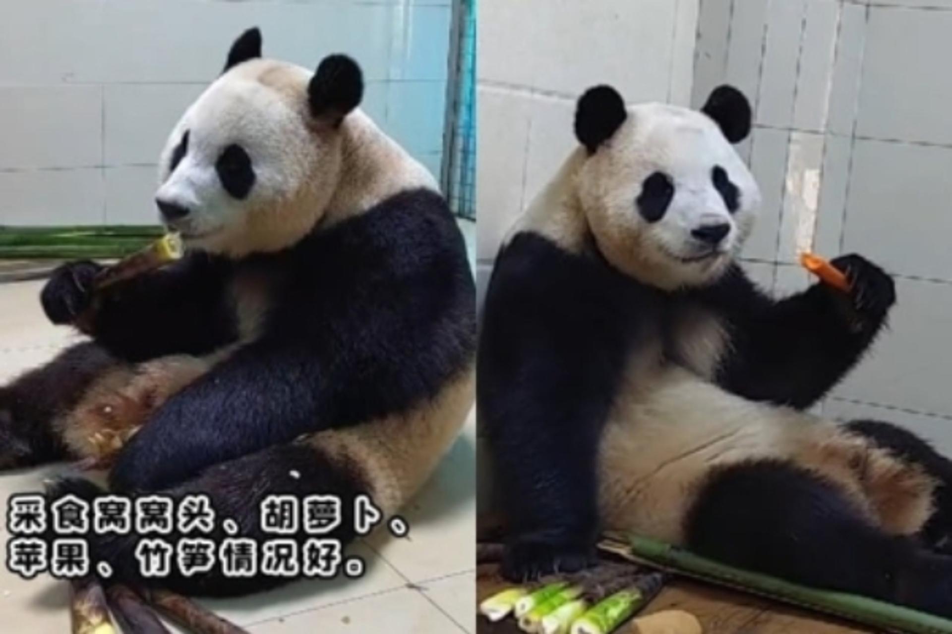 "옥수수 빵 먹방?"… 중국 간 푸바오, 공개 시기 앞당겨지나