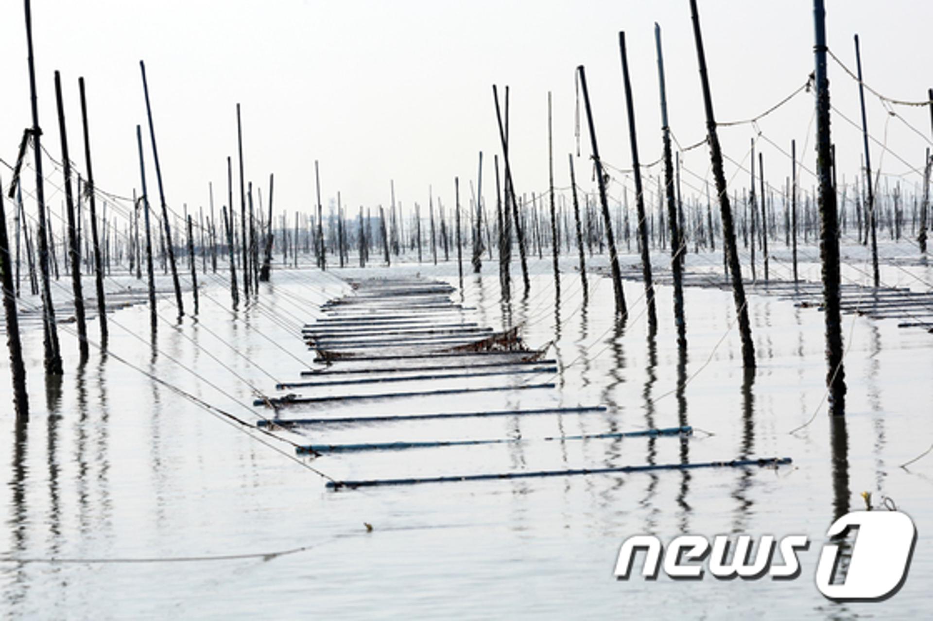 김 수출 1조원 시대에도 신안군은 울상 왜?