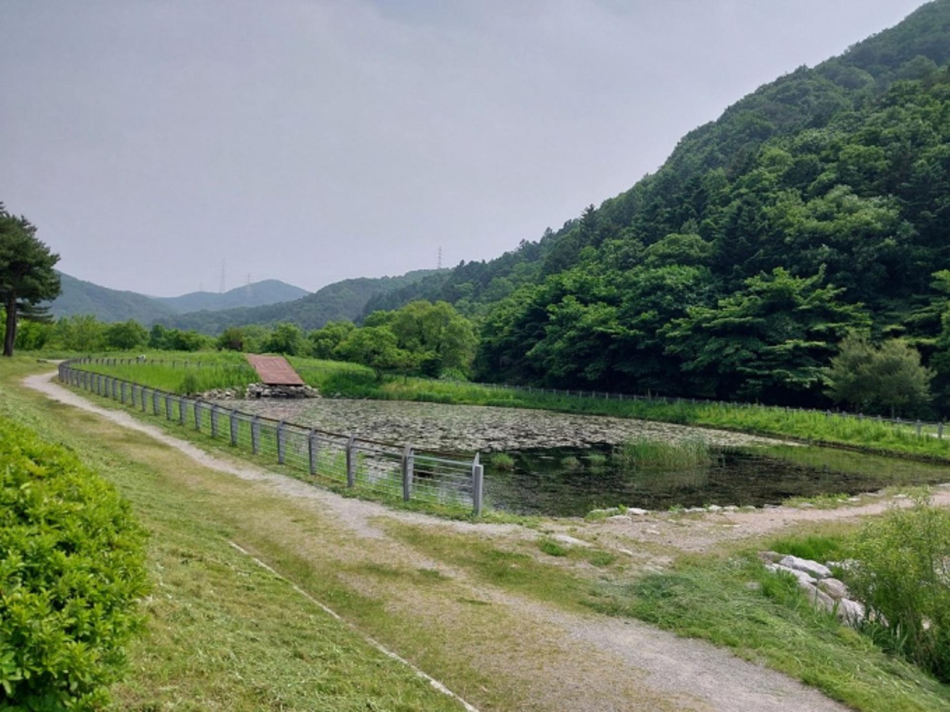 용인특례시, 길업습지에 반딧불이 생태계 복원한다