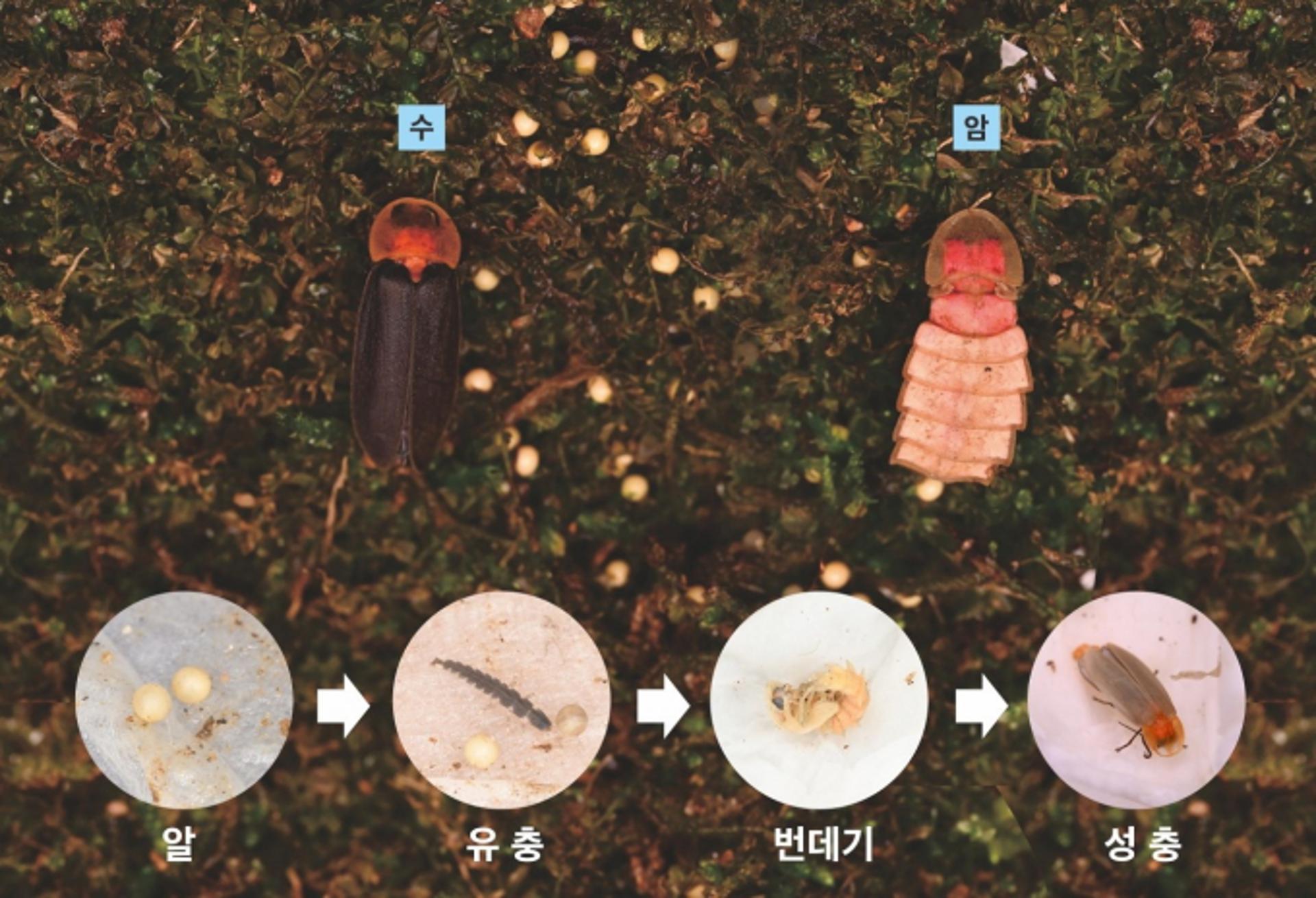 [시흥소식] '늦반딧불이' 인공증식 성공 등