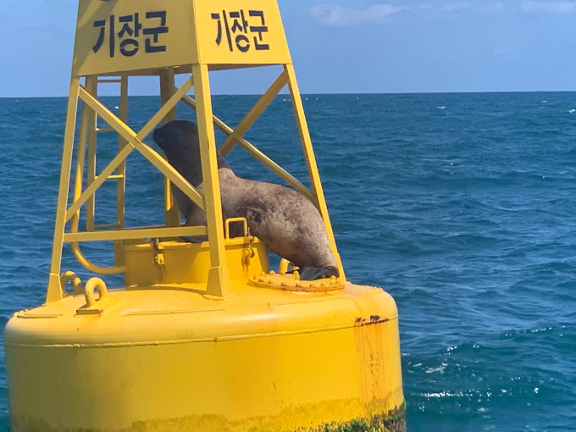 "등부표에 어떻게 올라왔지?"… '멸종위기' 큰바다사자, 큰일날 뻔