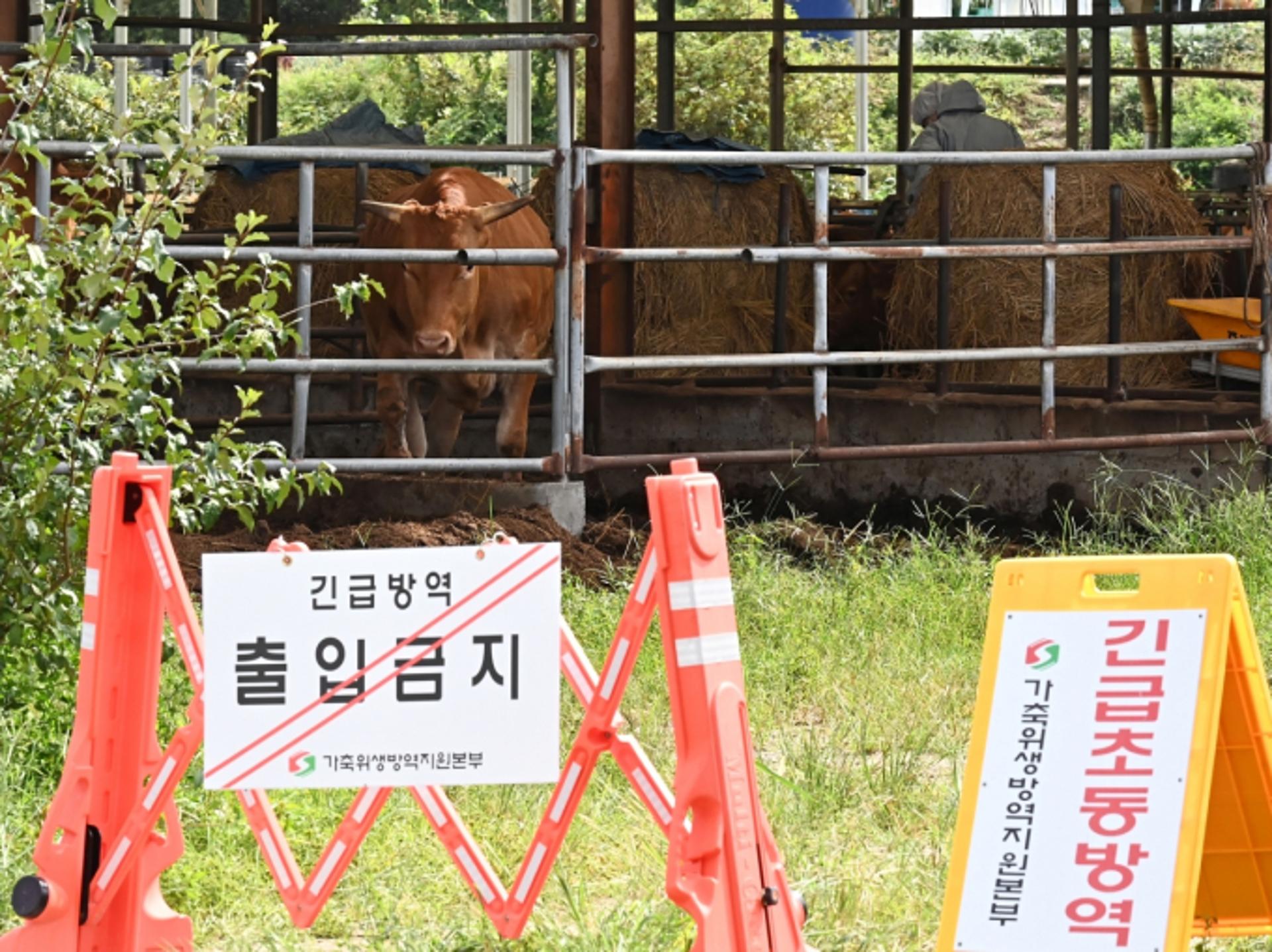 강원 고성 한우농가, '럼피스킨' 발생… 방역당국 확산 방지 나서