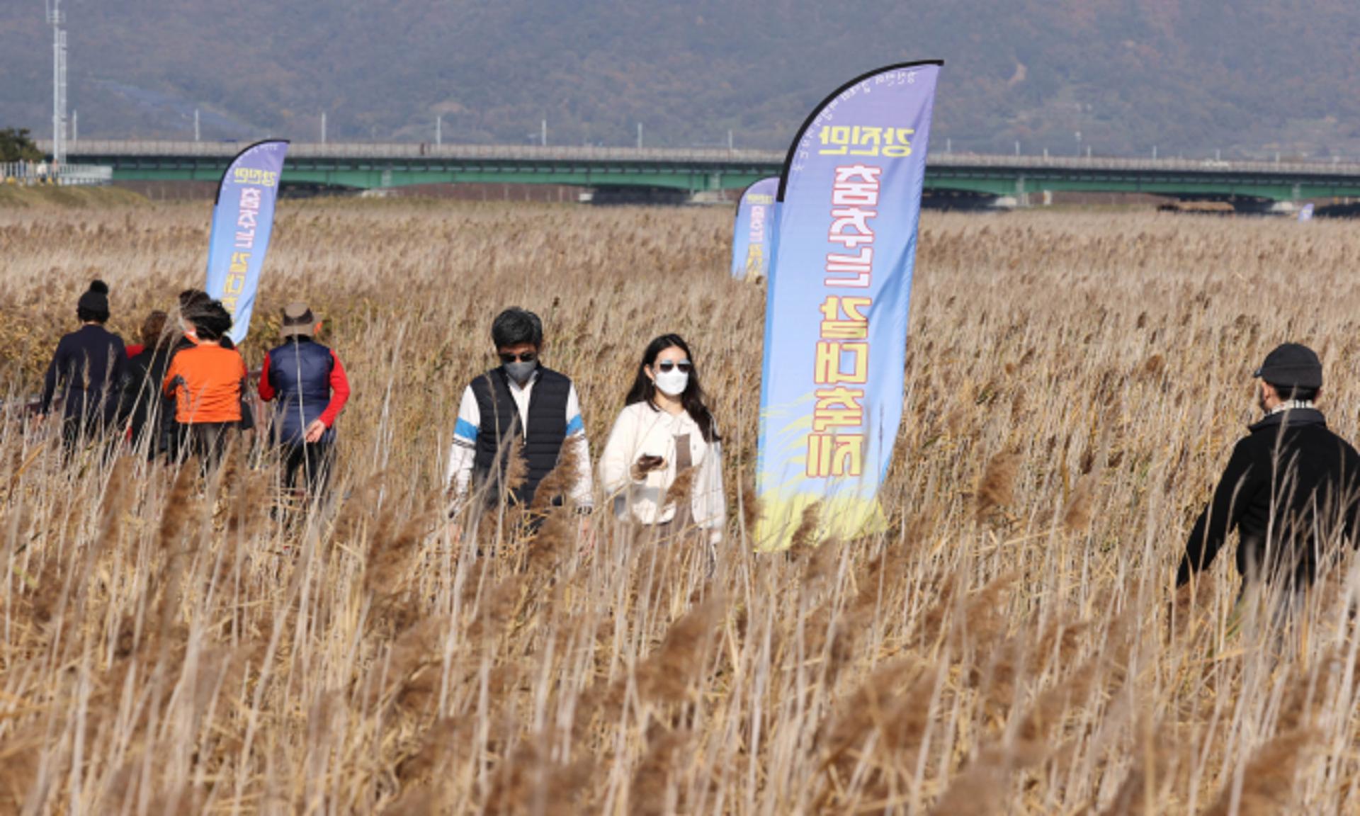 강진만 춤추는 갈대축제 26일 개막