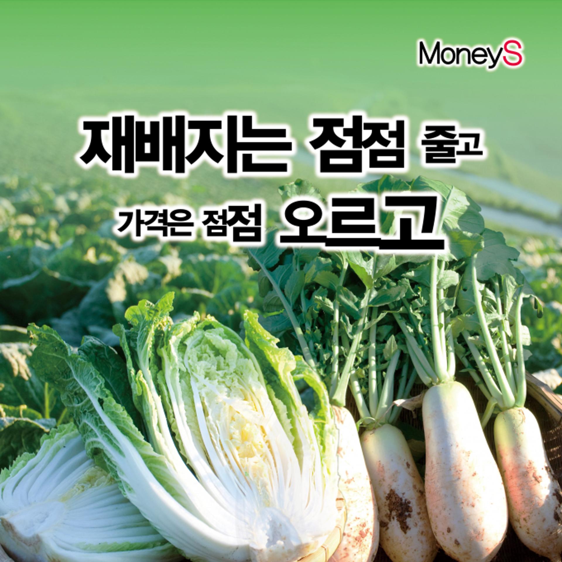 [그래픽 뉴스] "김치도 아껴먹어야 되나"… 배추 재배면적 해마다 줄어든다