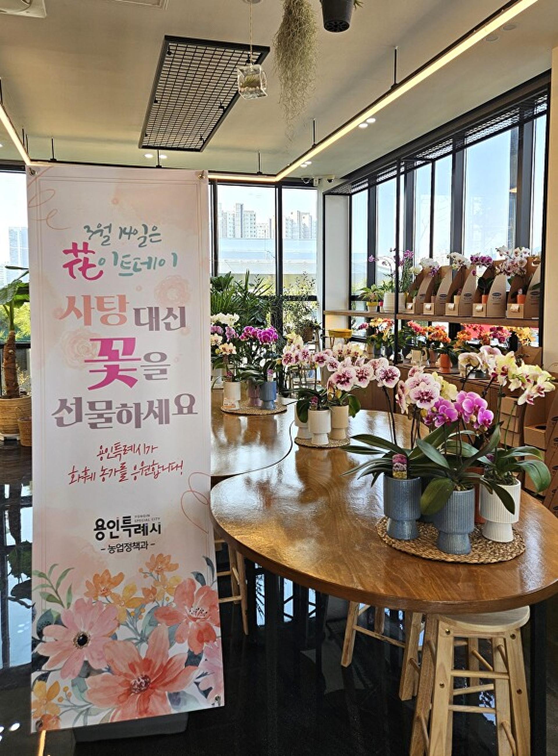 용인특례시, "花이트데이에 사탕 대신 꽃을 선물하세요"