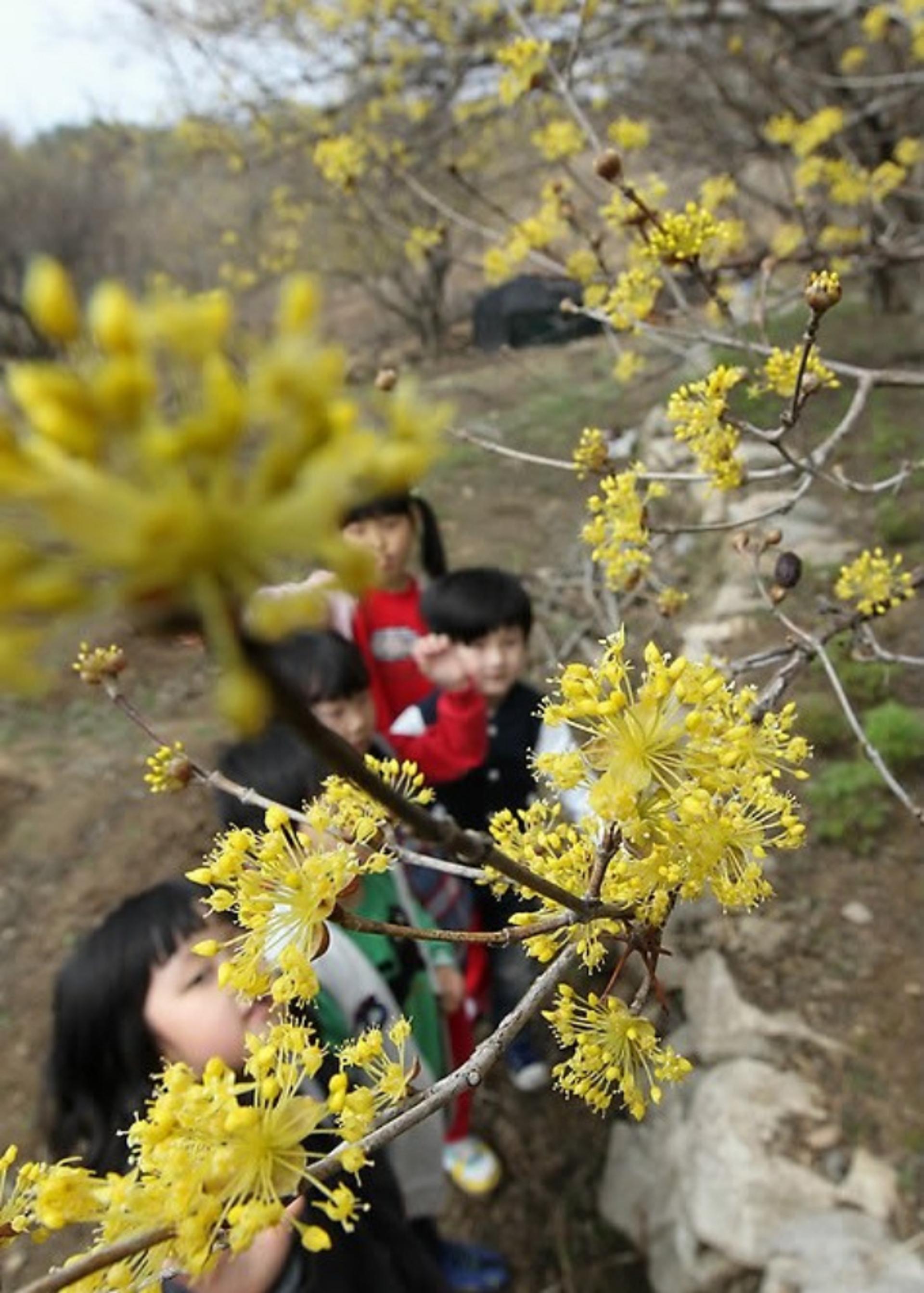 이천백사산수유꽃축제, 산불 재난 상황 고려 축소 진행