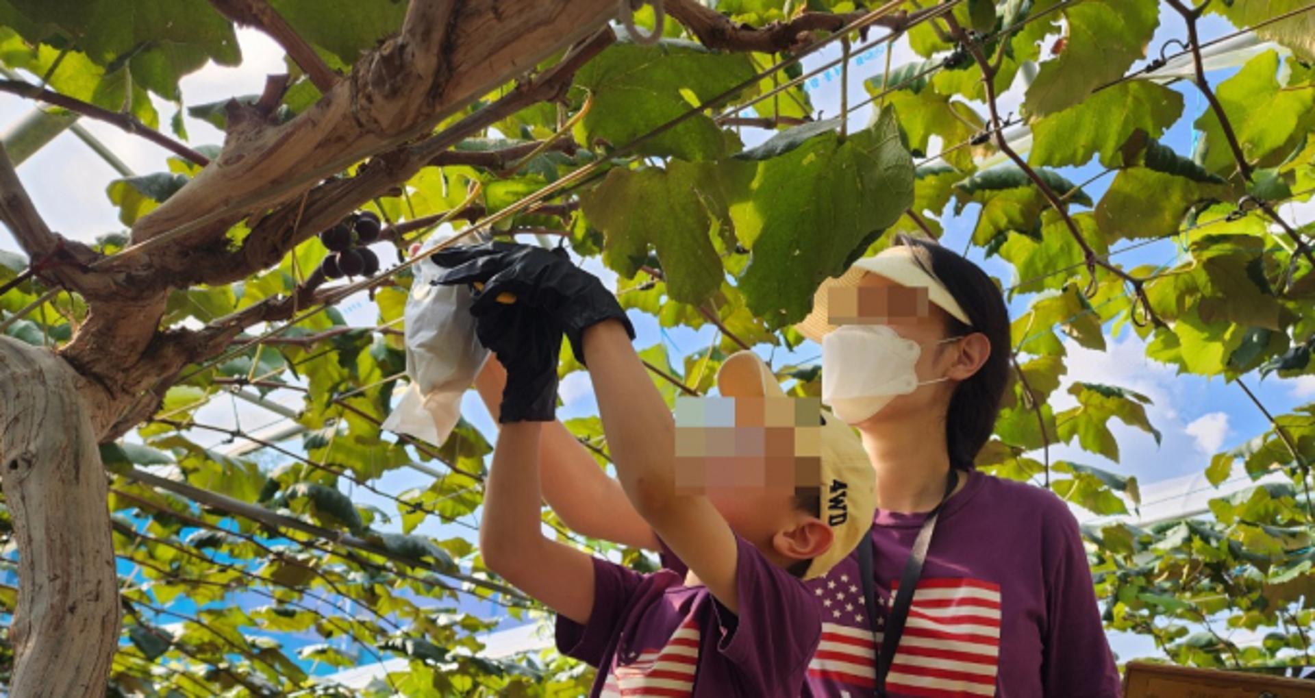 [수원 소식] 자두·복숭아 등 오감 체험 프로그램 운영 등