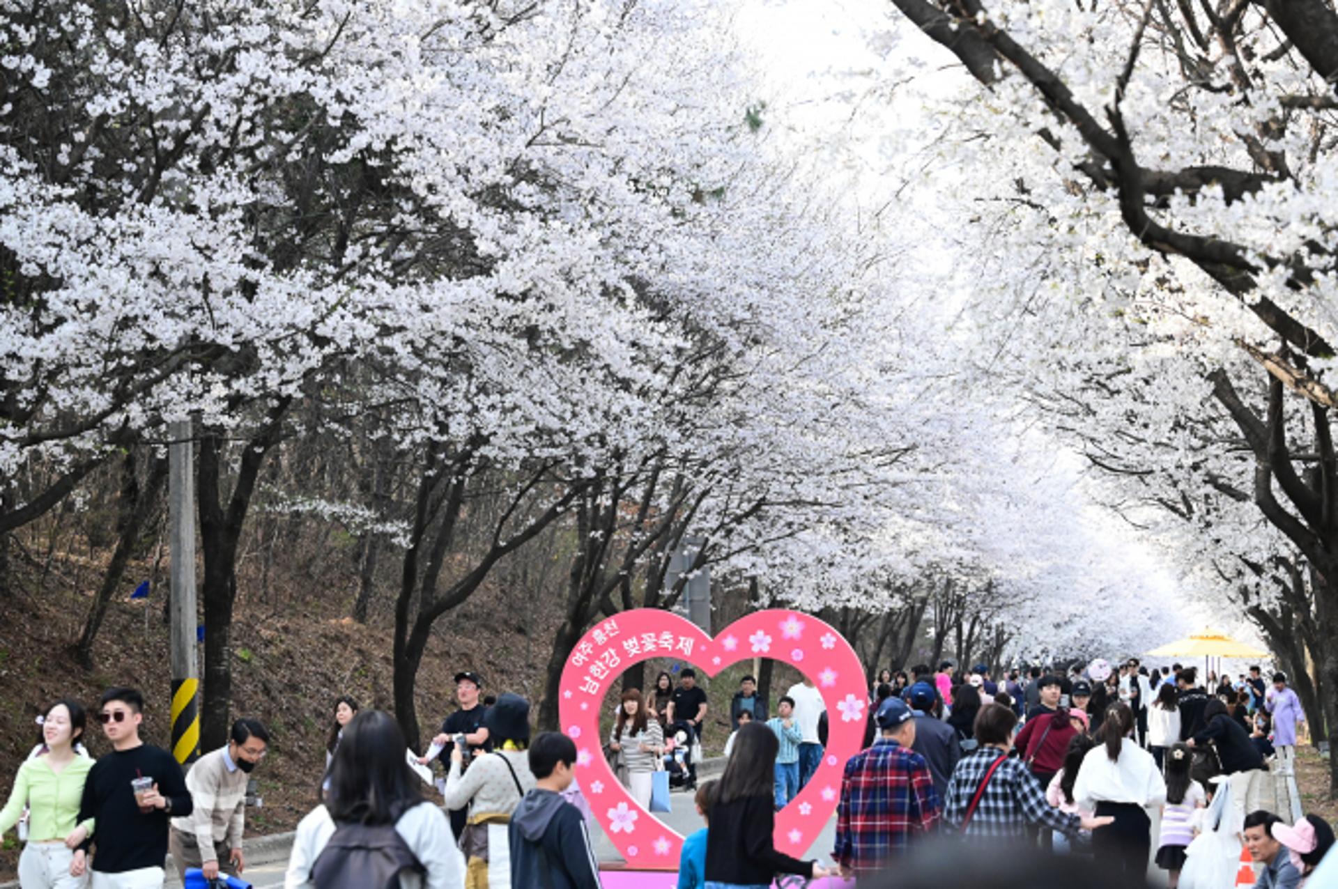 경기도 벚꽃 드라이브, 여주·광주·가평으로 떠나요