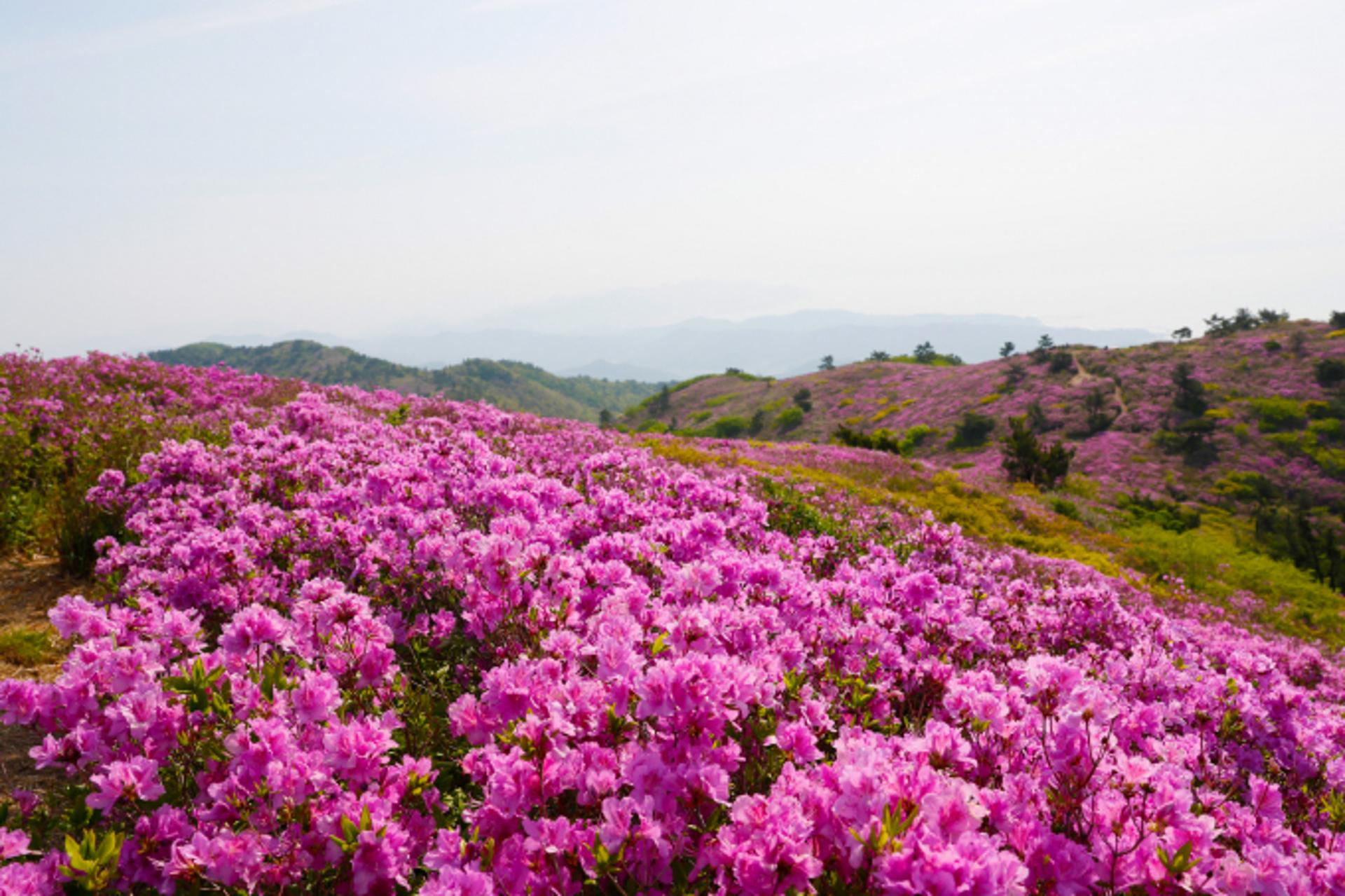 [보성소식] 국내 최대 철쭉 군락지로 봄나들이 오세요