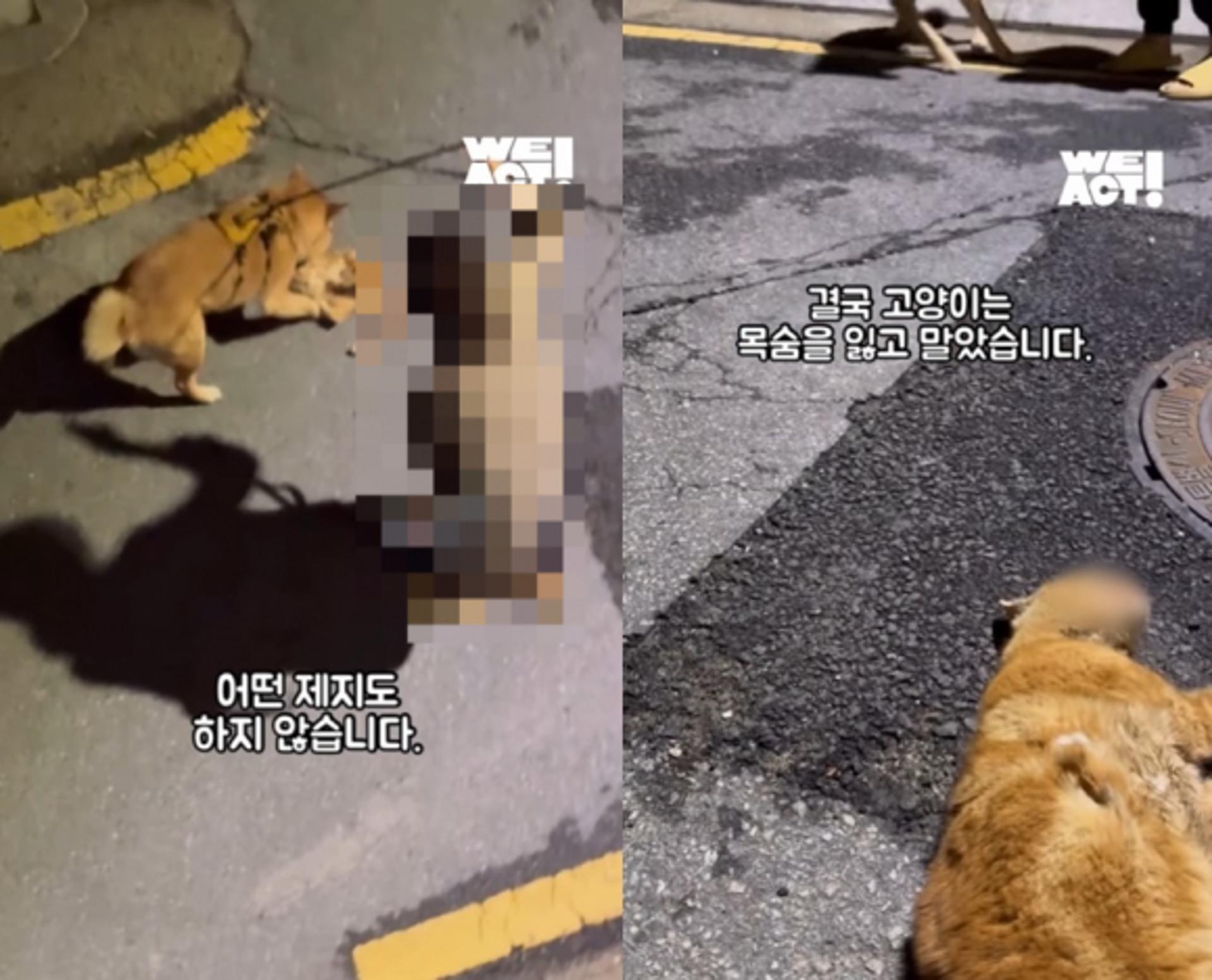 "반려견이 길고양이 물어 죽이는데"… 주인은 보기만?