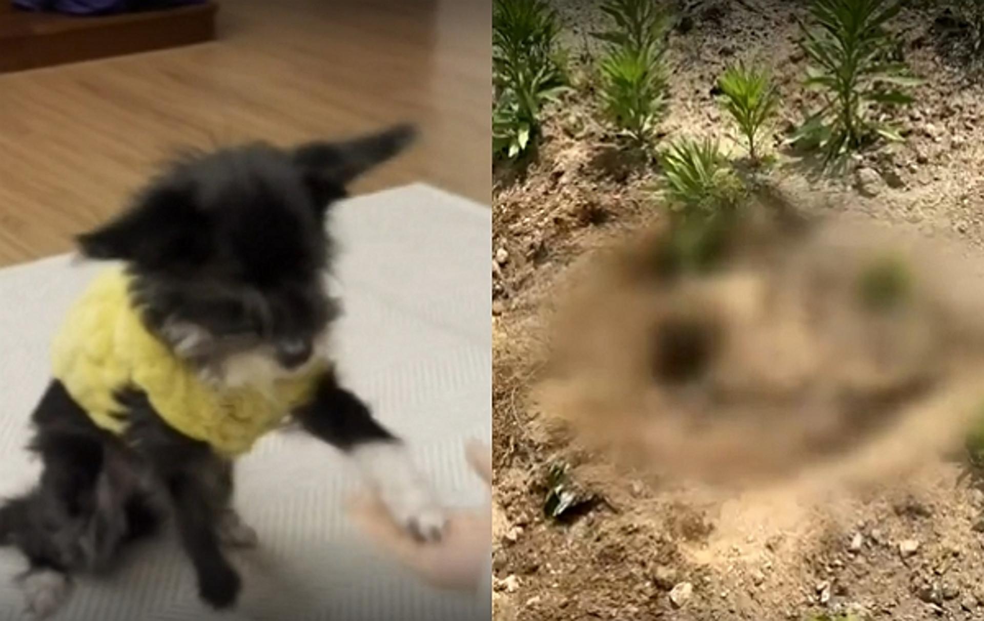 10년 키운 이웃집 강아지 몰래 묻어버린 남성… "전염병 때문에"