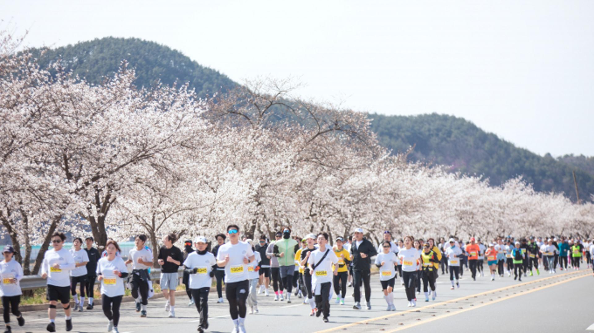 내년 합천벚꽃마라톤대회 신청 49분만에 마감