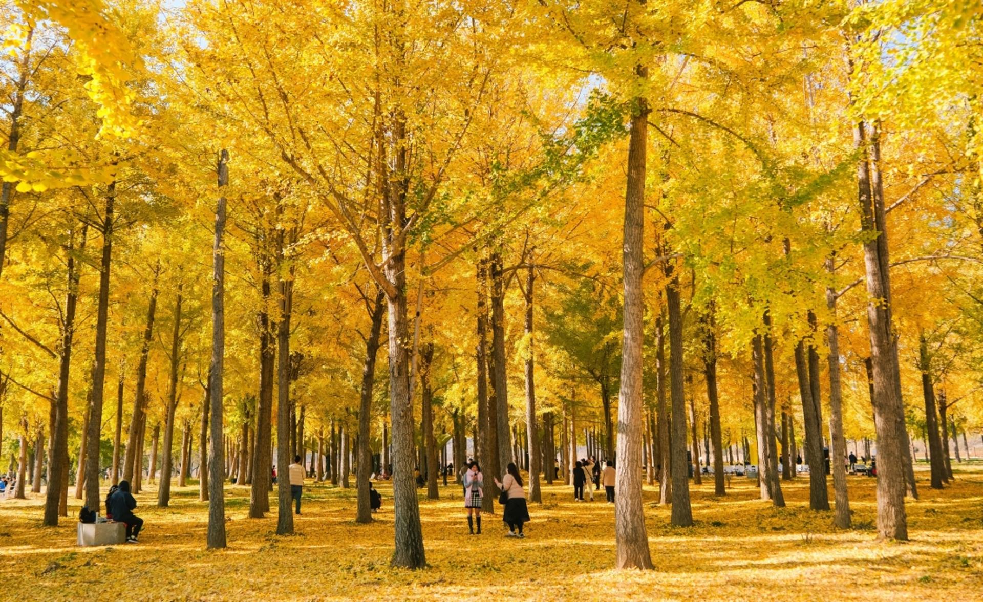 고령 다산은행나무숲, 경북 관광지 검색 순위 톱30 진입