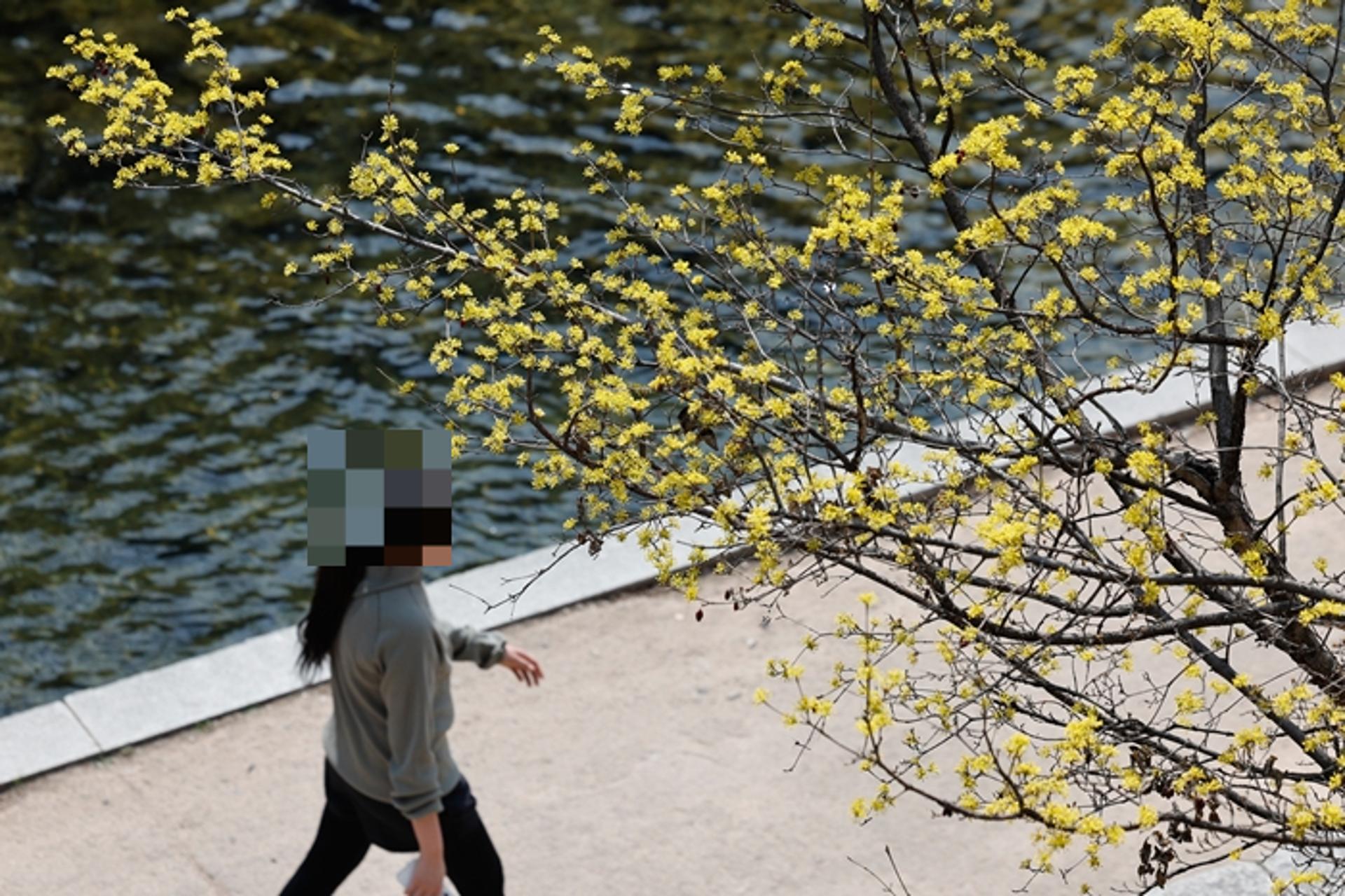 [내일 날씨] 전국 대체로 맑은 '봄날씨'…밤부터 흐려져