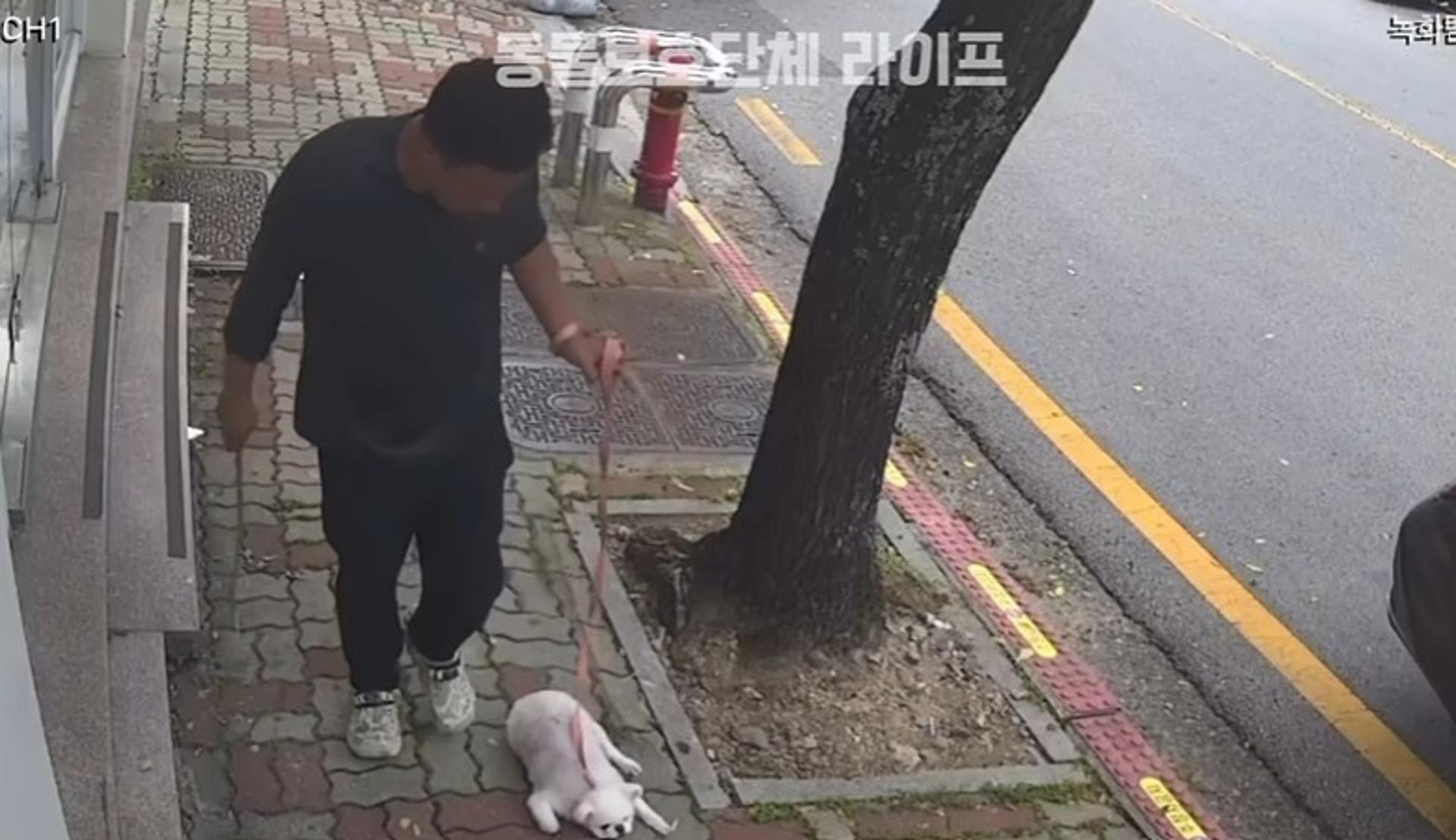 "목줄 잡고 나뭇가지로 퍽퍽"…광주 반려견 학대남 영상 '충격'