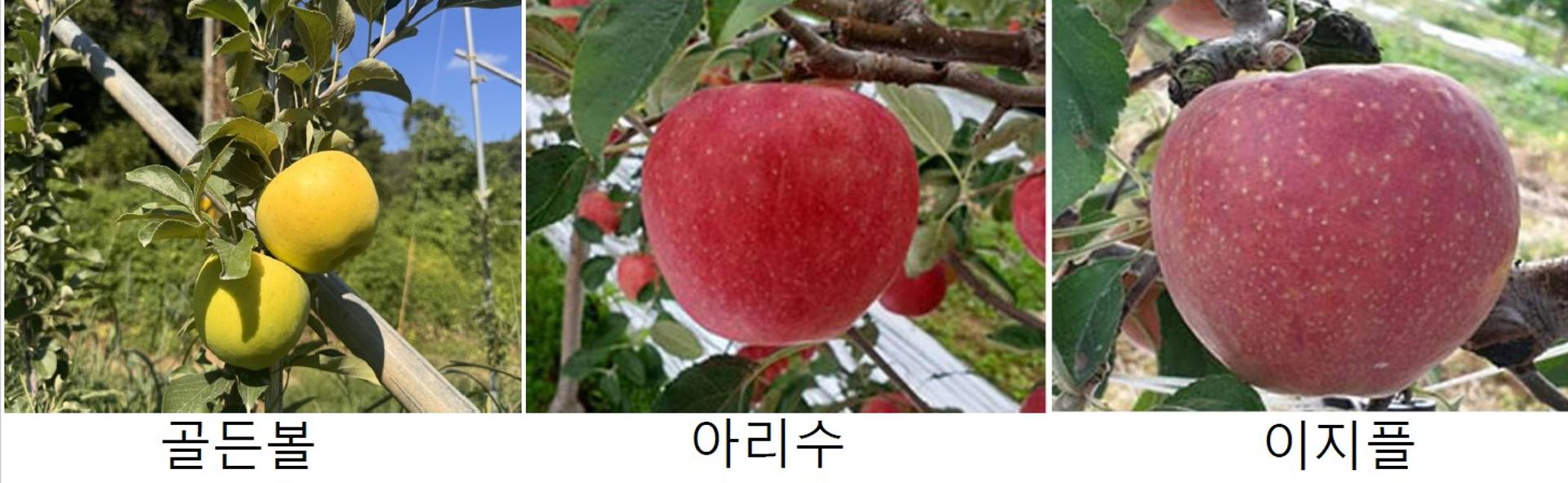 상주시, 기후변화 대응 사과 품종 다변화…골든볼·아리수 도입