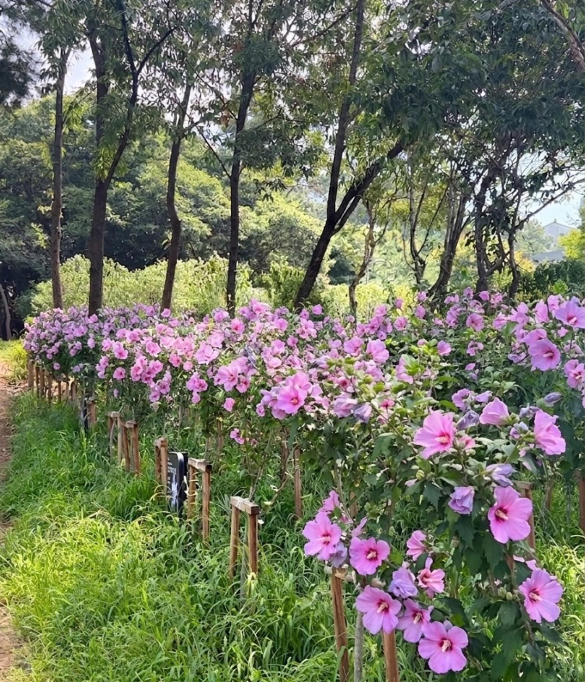 경기도, 올해 2억 투입 김포 등 3곳에 무궁화동산 조성