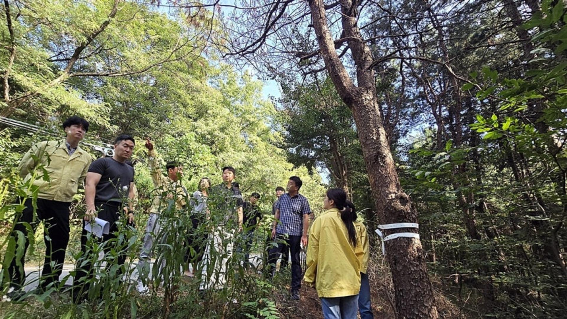 오산서 첫 소나무재선충병…경기도, 양산동 일대 반출 금지