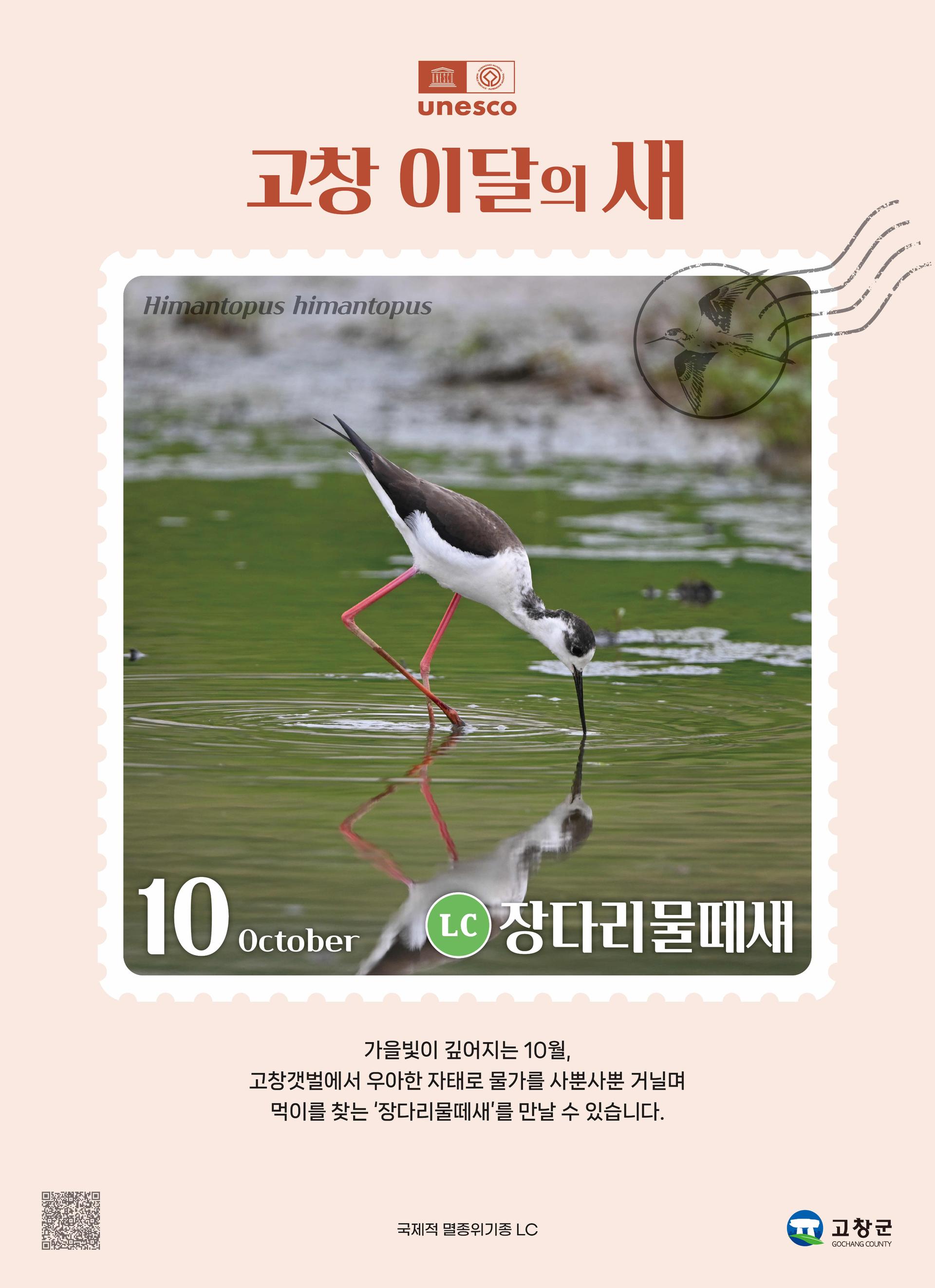 고창 갯벌 10월의 새에 '장다리물떼새' 선정