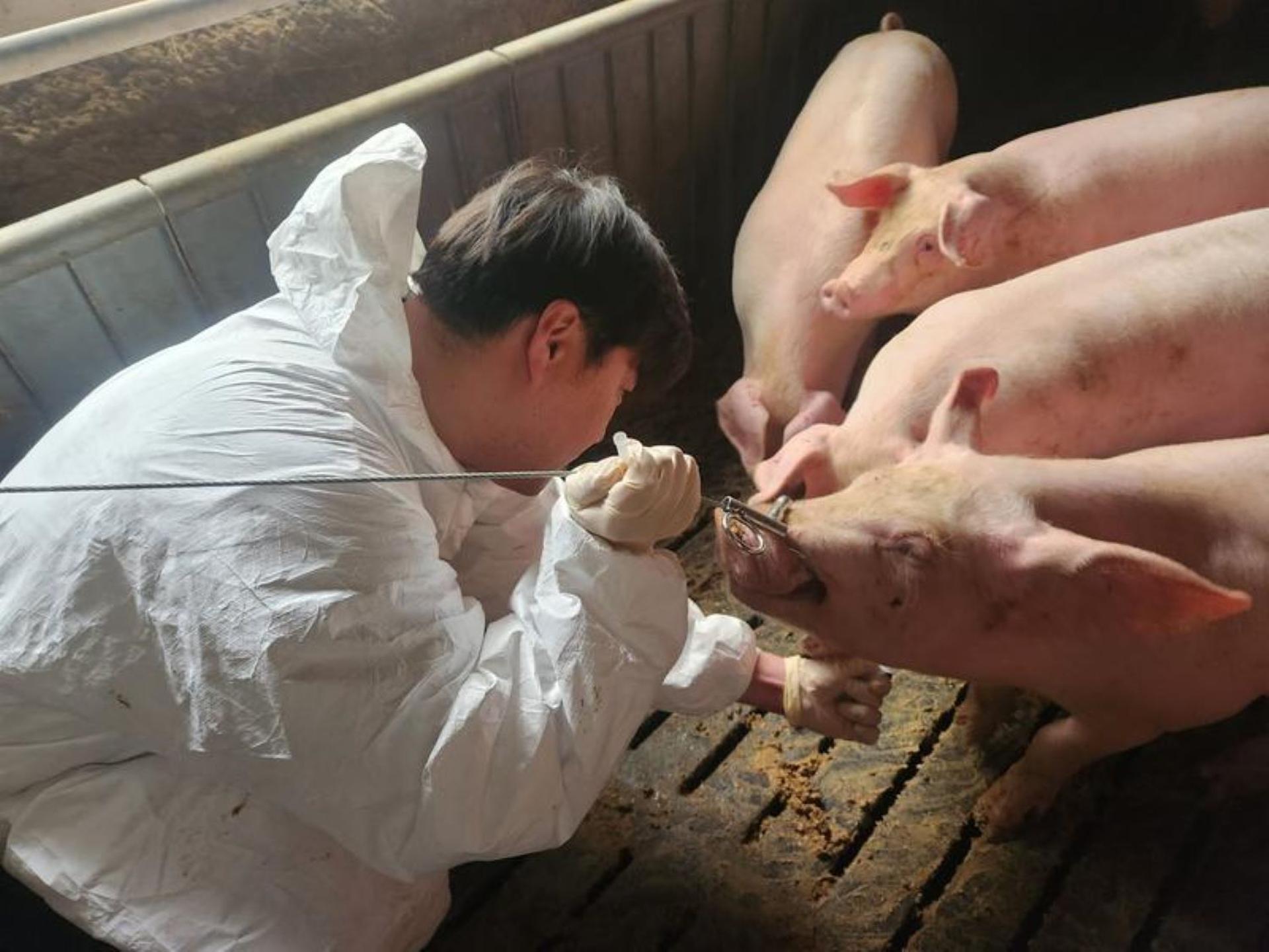 경남 542개 양돈농장 아프리카돼지열병 전수검사