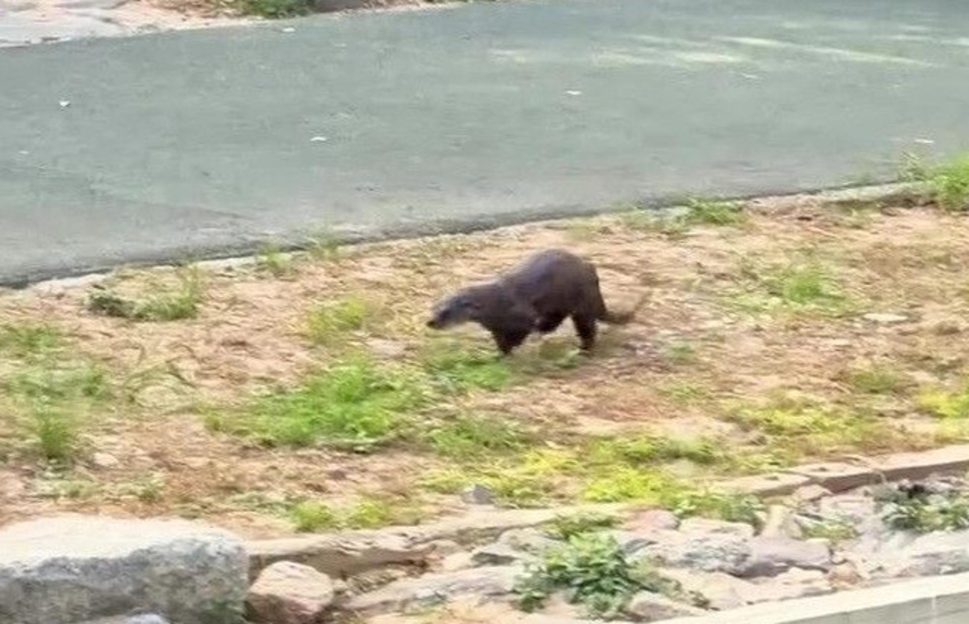 온천천 수달에 부산 또 들썩…'부캉이 열풍' 잇나