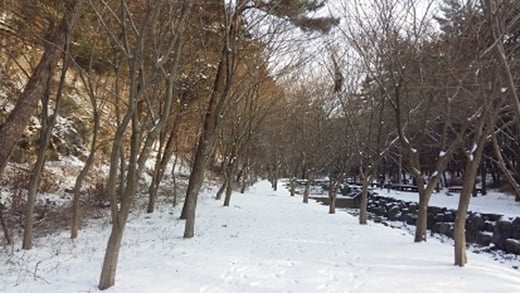 희리산해송자연휴양림./사진=희리산자연휴양림