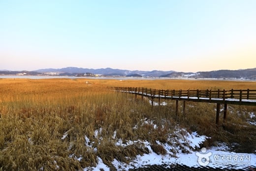 신성리갈대밭./사진=한국관광공사