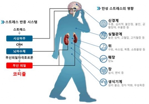 스트레스 질환에 대한 코티졸의 영향. /사진=한국연구재단