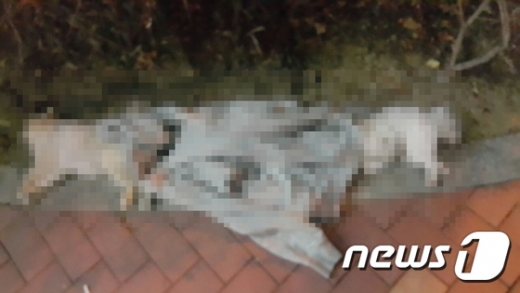 8일 부산 해운대구 좌동의 한 오피스텔 인근 도로에서 견주가 밖으로 던져 추락한 것으로 보이는 포메라니안 3마리가 숨진 채 발견됐다. /사진=뉴스1