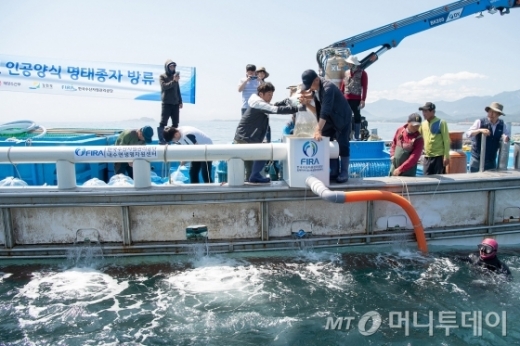 지난해 5월31일 강원도 고성군 공현진 연안 해역에서 한해성수산센터 관계자들이 어린명태를 방류했다./사진=뉴스1