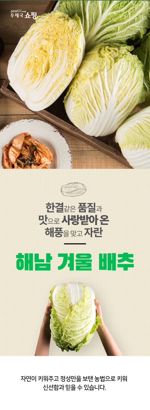 전남우정청, '해남 겨울 배추' 온라인몰서 특별 할인 판매