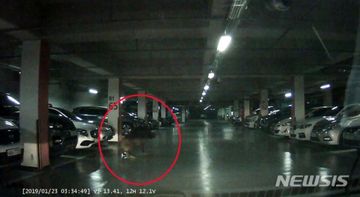지난 23일 오전 3시59분쯤 부산 사하구의 한 아파트 지하주차장에서 대형 멧돼지 한 마리가 출몰, 경찰과 소방이 합동으로 포획에 나섰지만 실패했다. /사진=뉴시스(부산경찰청 제공)