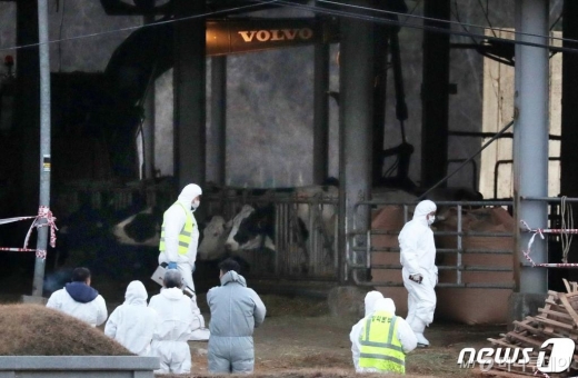 지난 28일 오후 경기도 안성시 금광면의 한 농가에서 구제역 의심 젖소가 발견돼 방역당국 관계자들이 긴급 방역 준비를 하고 있다. /사진=뉴스1
