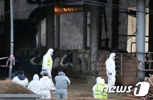 28일 오후 경기도 안성시 금광면의 한 농가에서 구제역 의심 젖소가 발견돼 방역당국 관계자들이 긴급 방역 준비를 하고 있다. /사진=뉴스1