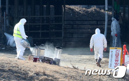 지난 29일 오전 경기도 안성시 금광면의 구제역 확진 젖소 농가에서 방역 당국 관계자들이 살처분 후 정리 작업을 하고 있다. /사진=뉴스1 조태형 기자
