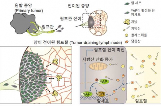 암세포의 림프절 전이 과정 모식도. /사진=과학기술정보통신부
