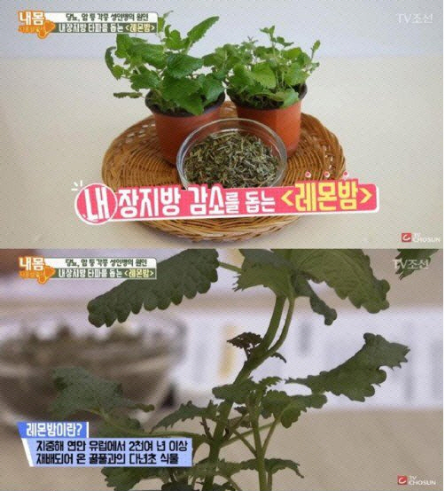 TV조선 '내 몸 사용 설명서' 캡처