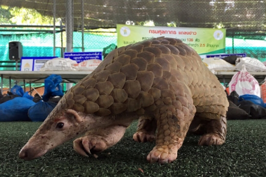 천산갑./사진=로이터