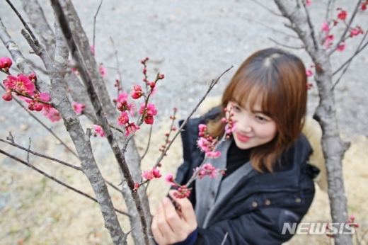 하늘빛수목정원에 홍매화가 꽃봉오리를 열었다. /사진=뉴시스