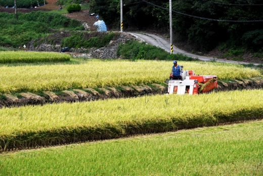 경남 남해군 남면 인근 논에서 한 농부가 콤바인으로 누렇게 익은 벼를 수확하고 있다. /사진=뉴시스 DB @머니S MNB, 식품 외식 유통 · 프랜차이즈 가맹 & 유망 창업 아이템의 모든 것