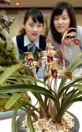 춘란. /사진제공=남양주시