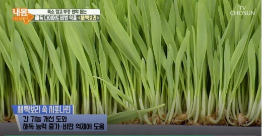 새싹보리. /사진=TV조선 방송캡처
