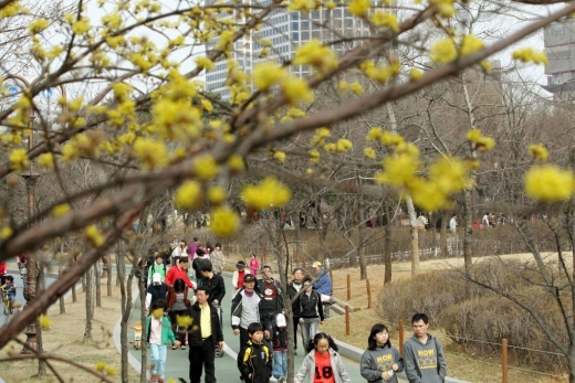 서울 여의도 공원에 봄나들이를 나온 시민들이 활짝 핀 봄꽃을 즐기며 산책을 하고 있다./사진=머니투데이DB