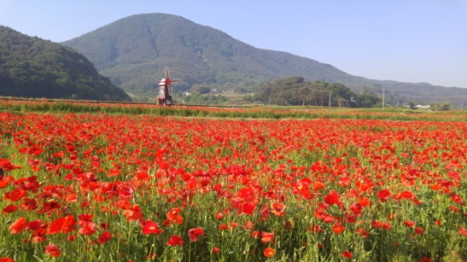 하동 북천 꽃양귀비 축제(5월17~26일)./사진제공=경남도 