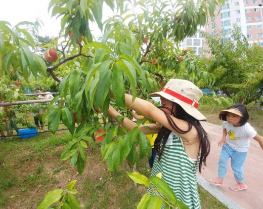 ▲과수공원 체험 프로그램. / 사진=수원시농업기술센터 제공