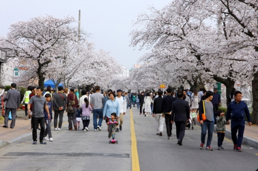 정읍 벚꽃축제. /사진=정읍시